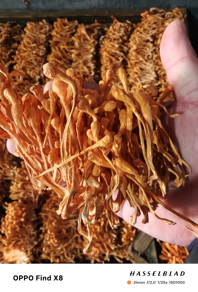 虫草花虫草花产地直供源头厂家