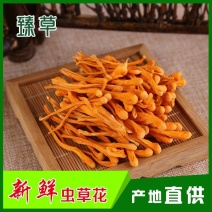 虫草花虫草花产地直供源头厂家