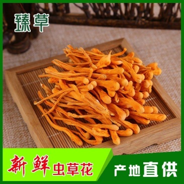 虫草花虫草花产地直供源头厂家