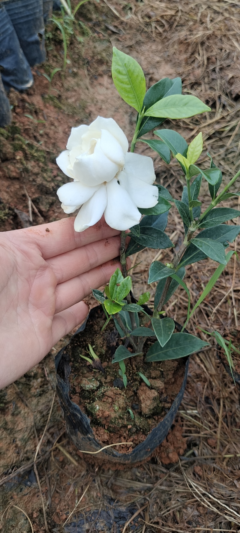 四川趴栀杯苗