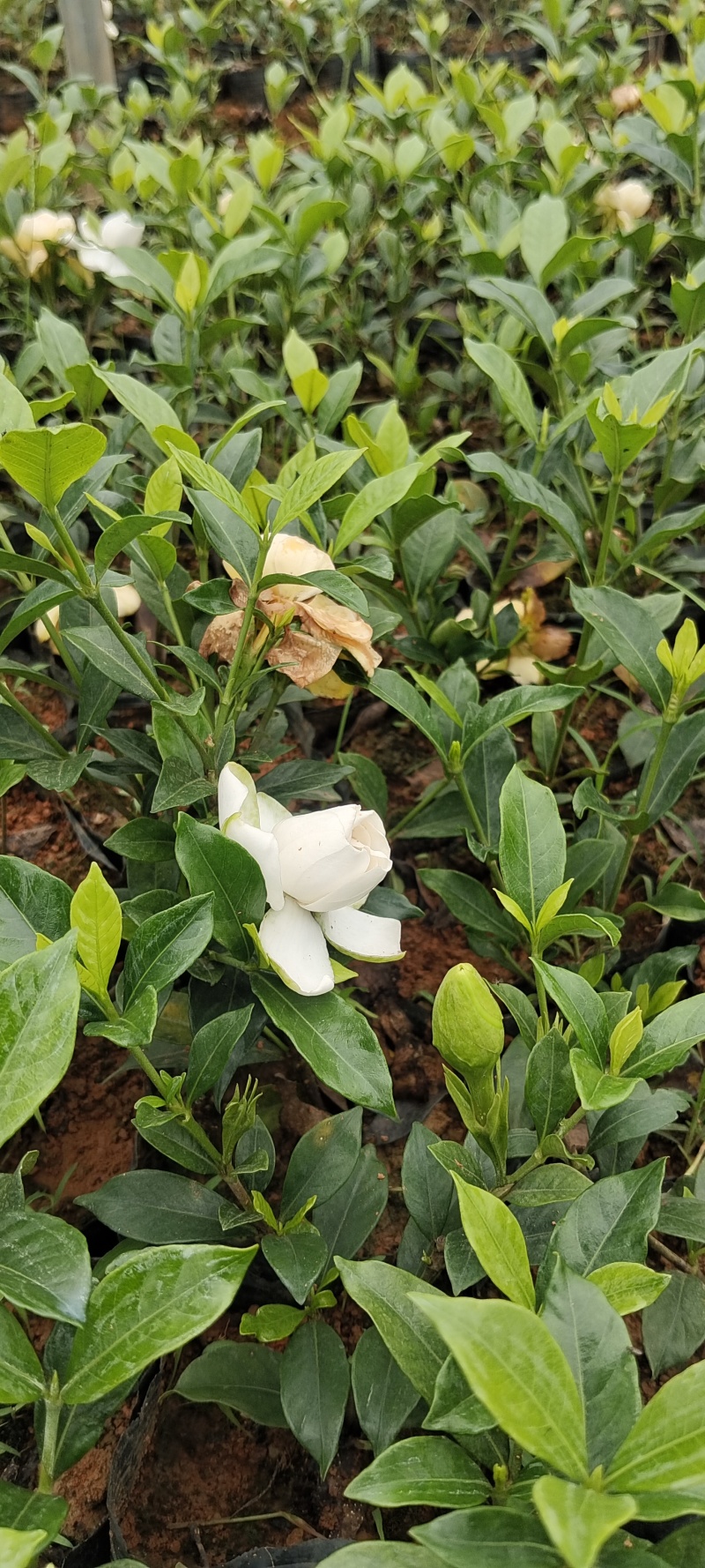 四川趴栀杯苗