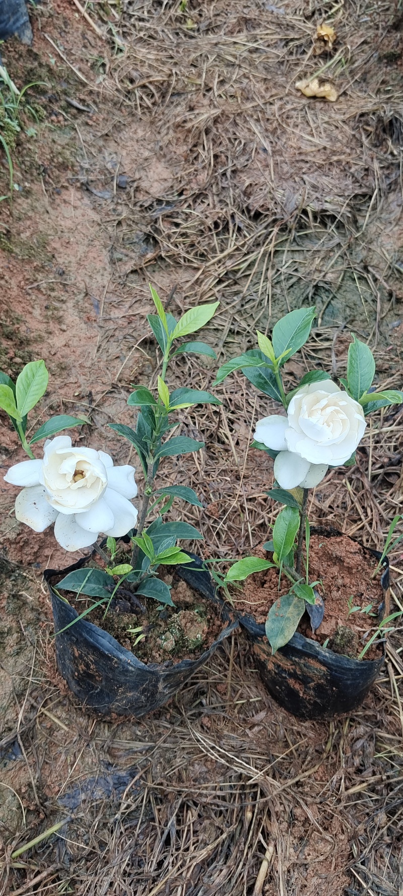 四川趴栀杯苗