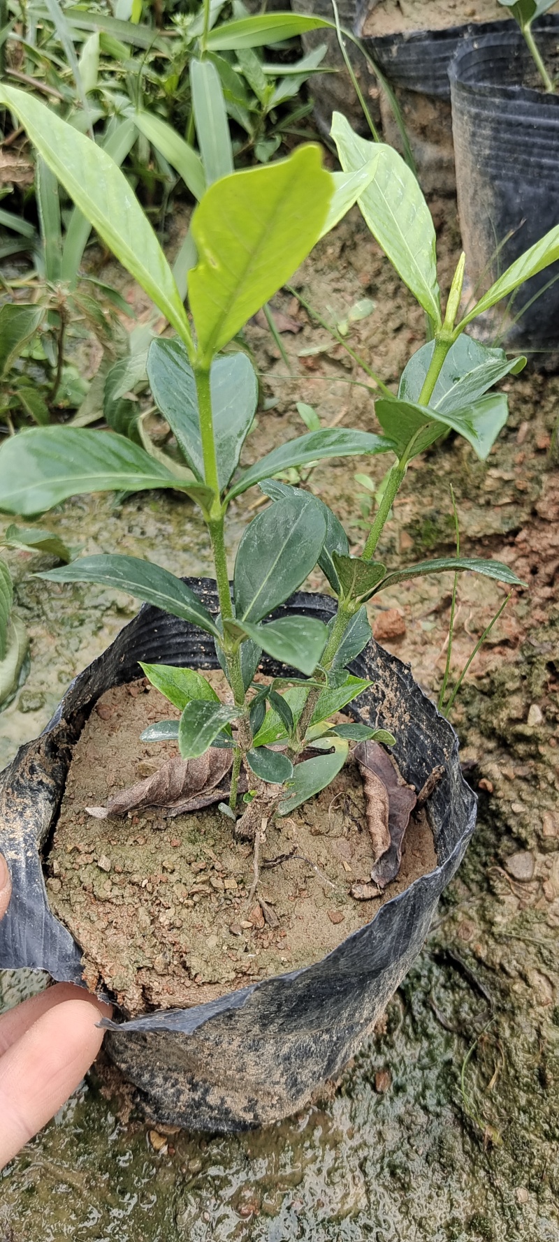 四川趴栀杯苗