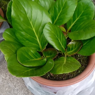 云南省昭通市镇雄县，山货岩白菜，中草药