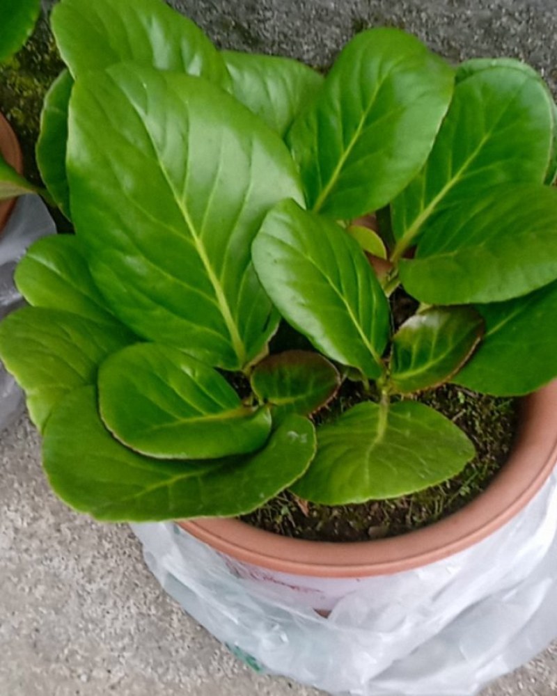 云南省昭通市镇雄县，山货岩白菜，中草药