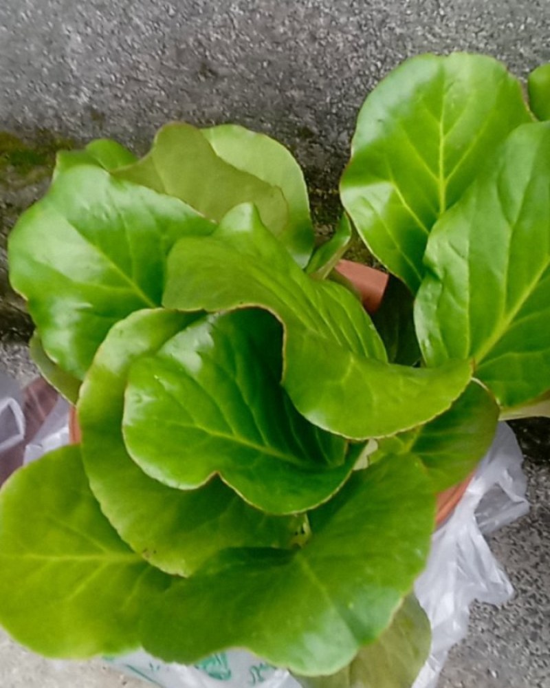 云南省昭通市镇雄县，山货岩白菜，中草药