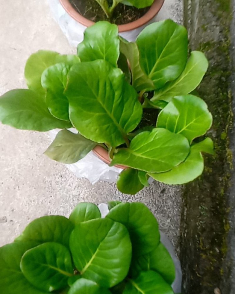 云南省昭通市镇雄县，山货岩白菜，中草药