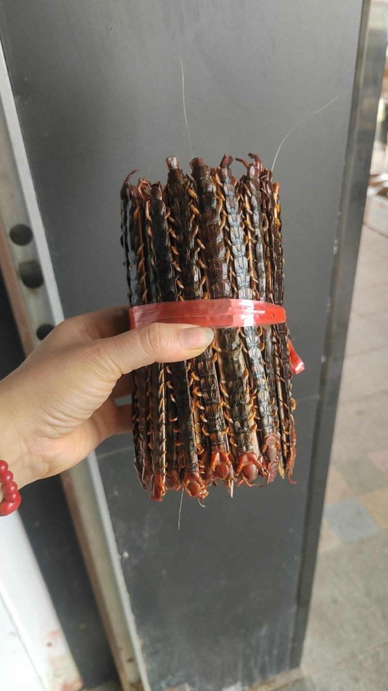 广西大蜈蚣18公分-23公分精品