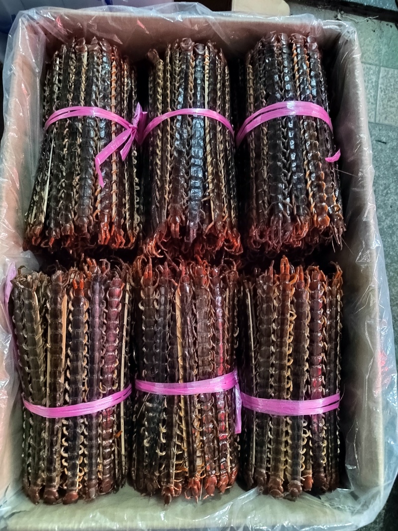 广西大蜈蚣18公分-23公分精品