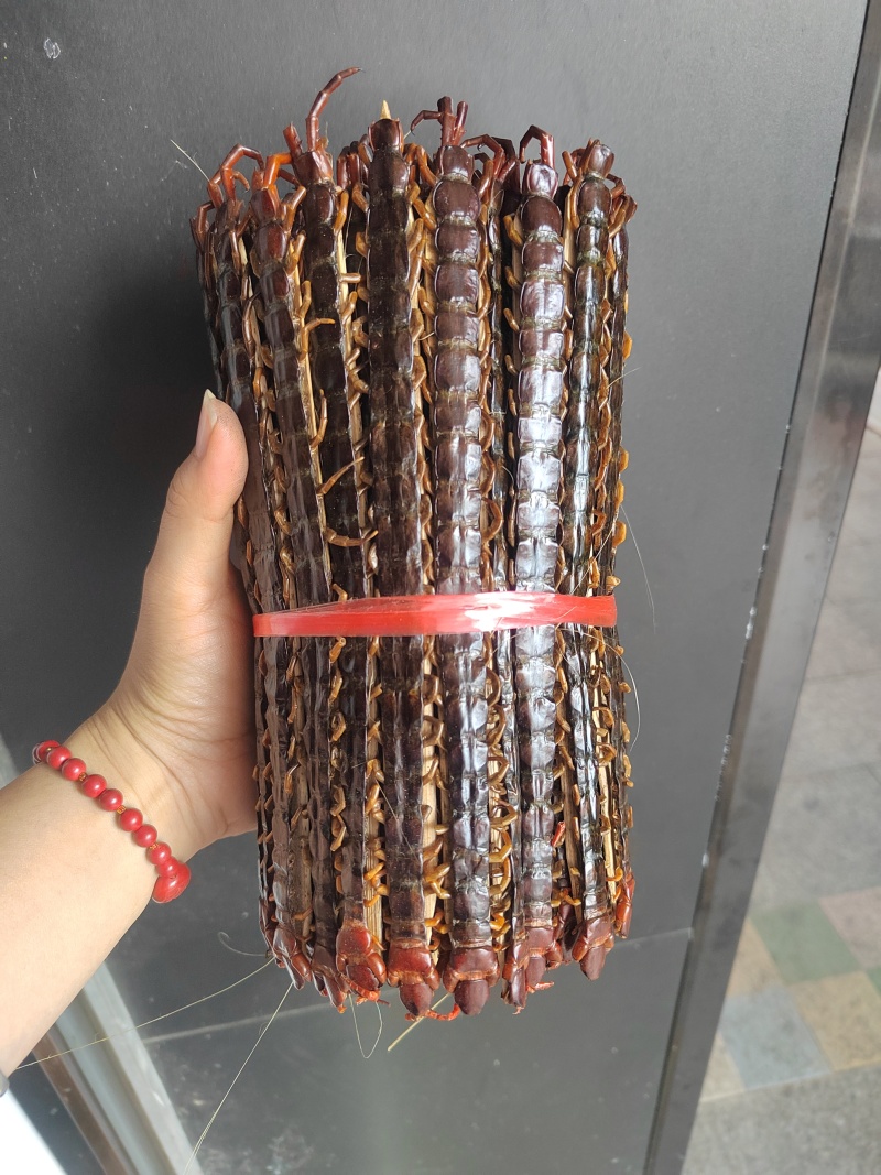 广西大蜈蚣18公分-23公分精品