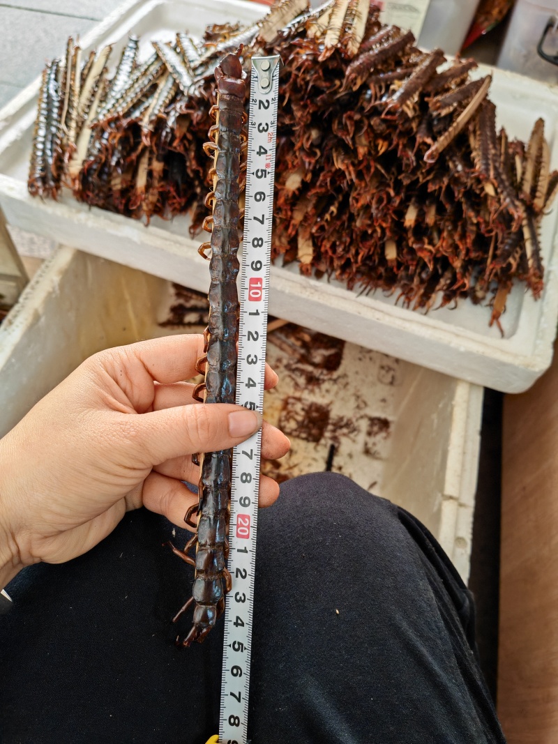 广西大蜈蚣18公分-23公分精品