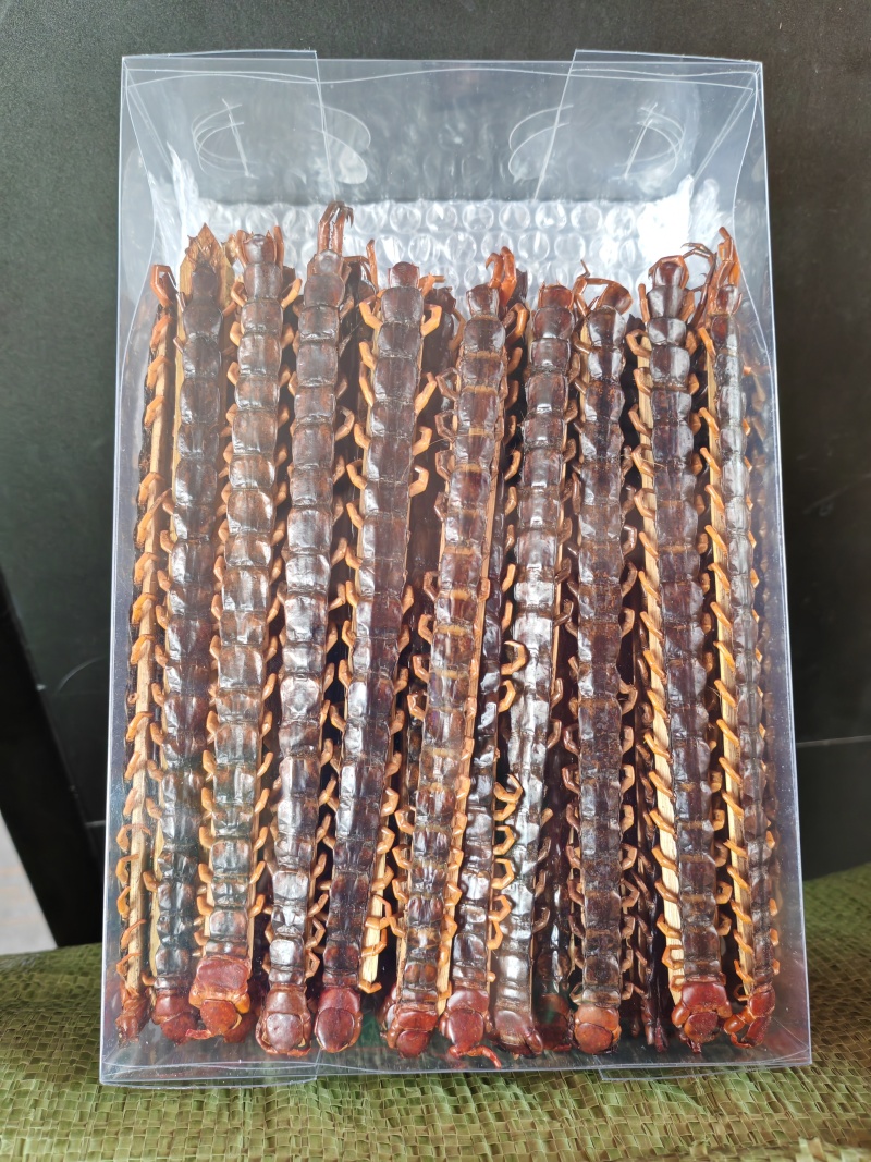 广西大蜈蚣18公分-23公分精品