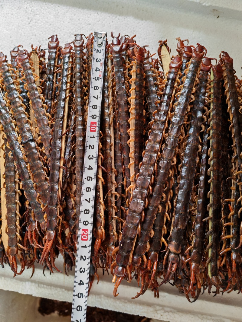 广西大蜈蚣18公分-23公分精品