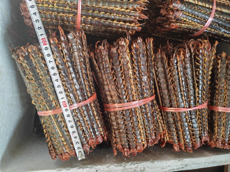广西大蜈蚣18公分-23公分精品