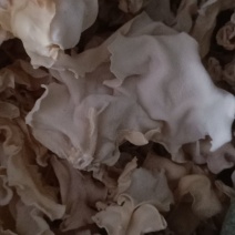 竹耳白木耳产地直销一手货源自产自销