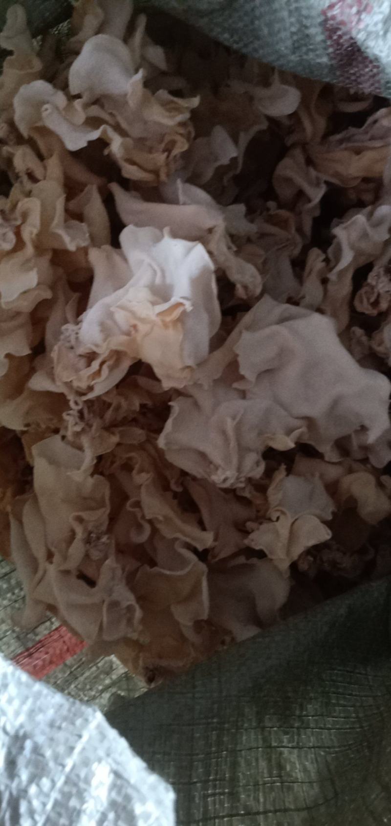 竹耳白木耳产地直销一手货源自产自销