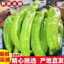 广东精品尖椒产地直发价格优惠对接各大市场商超