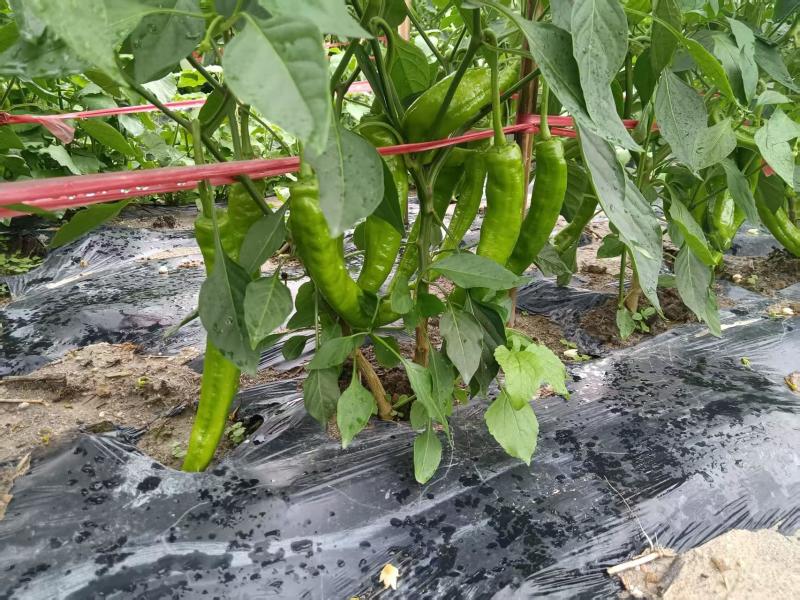 广东精品尖椒产地直发价格优惠对接各大市场商超
