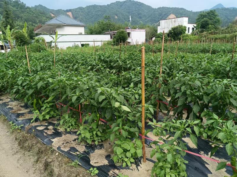 广东精品尖椒产地直发价格优惠对接各大市场商超