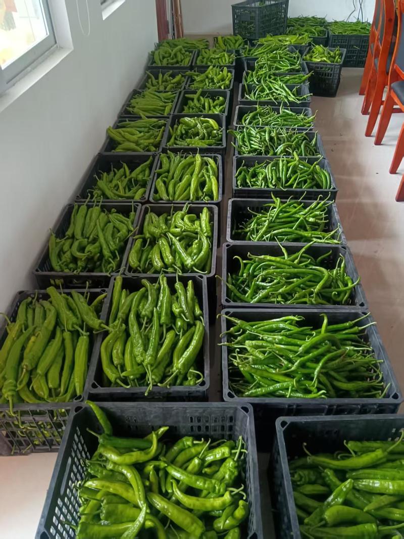 广东精品辣椒地头现摘现发价格优惠量大质优欢迎电话联系