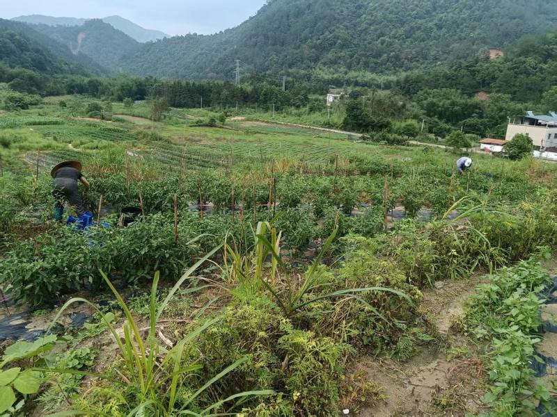 广东精品辣椒地头现摘现发价格优惠量大质优欢迎电话联系