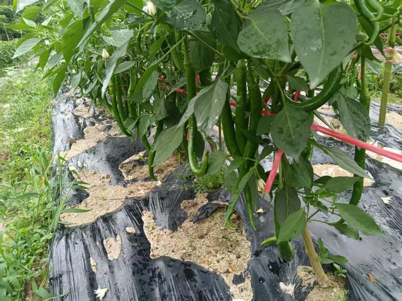 广东精品辣椒地头现摘现发价格优惠量大质优欢迎电话联系