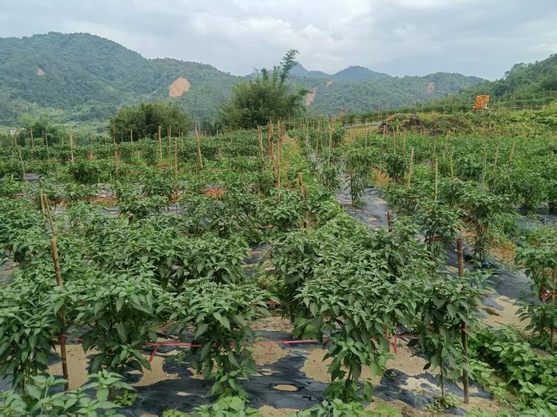 广东精品辣椒地头现摘现发价格优惠量大质优欢迎电话联系