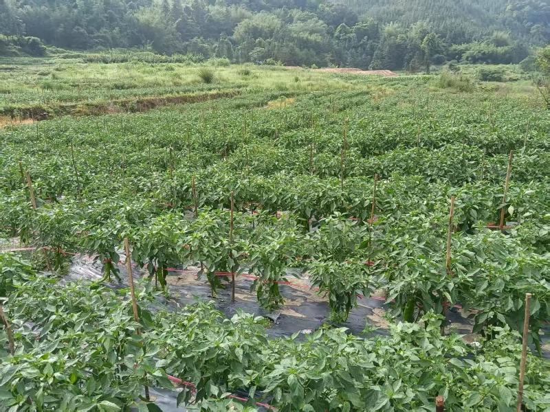 广东精品辣椒地头现摘现发价格优惠量大质优欢迎电话联系