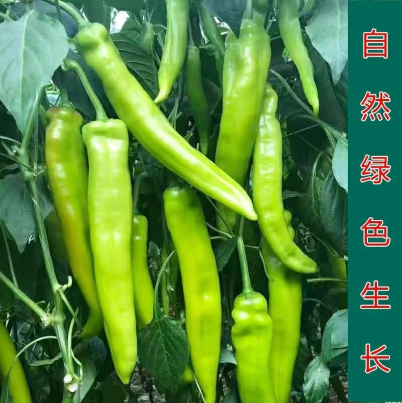 广东精品尖椒地头现摘现发价格透明欢迎电话联系