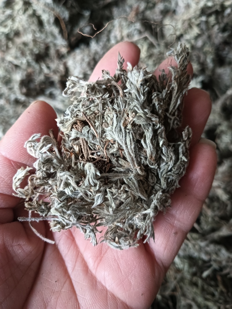 茵陈茵陈个子整棵茵陈实物实拍批发各种中药材