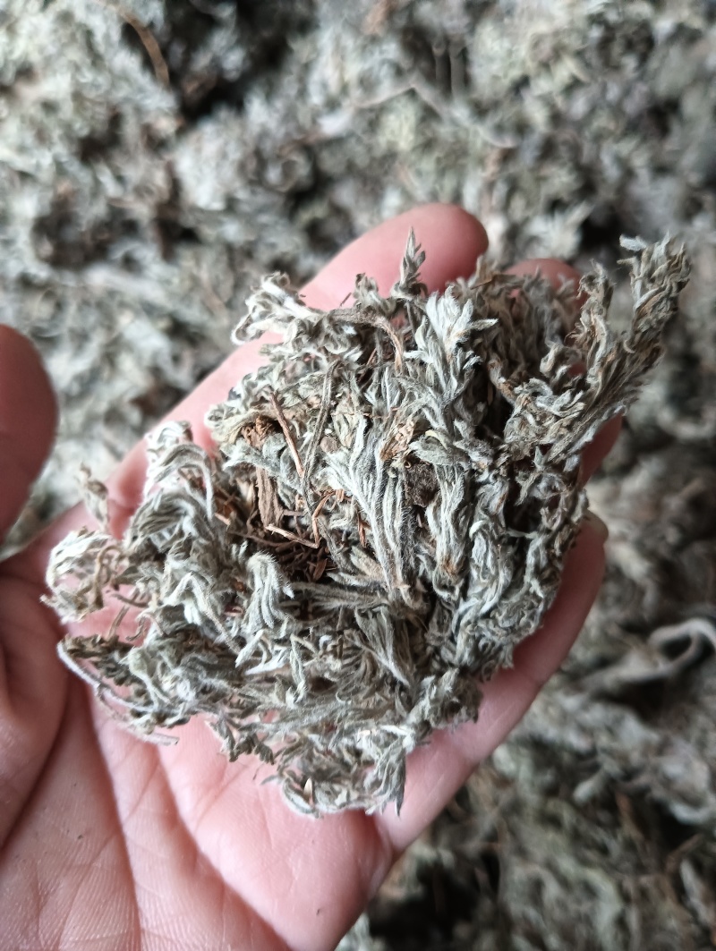 茵陈茵陈个子整棵茵陈实物实拍批发各种中药材