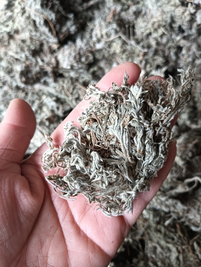 茵陈茵陈个子整棵茵陈实物实拍批发各种中药材
