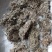 茵陈茵陈个子整棵茵陈实物实拍批发各种中药材