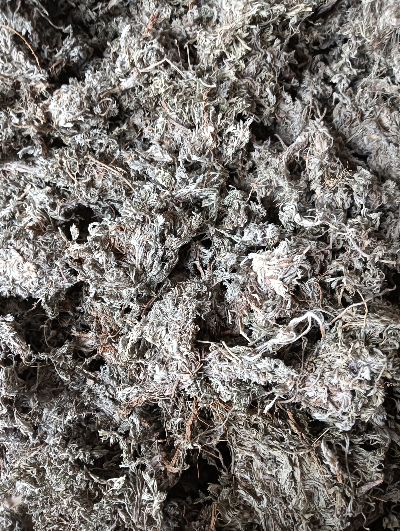 茵陈茵陈个子整棵茵陈实物实拍批发各种中药材