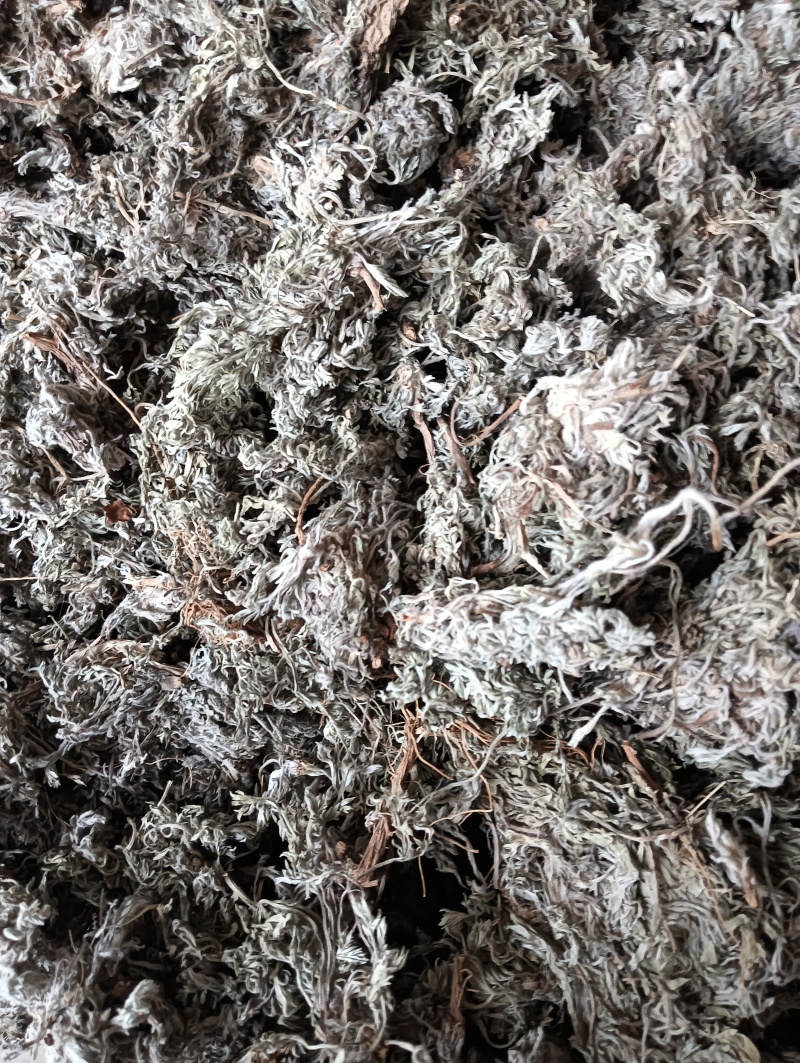 茵陈茵陈个子整棵茵陈实物实拍批发各种中药材