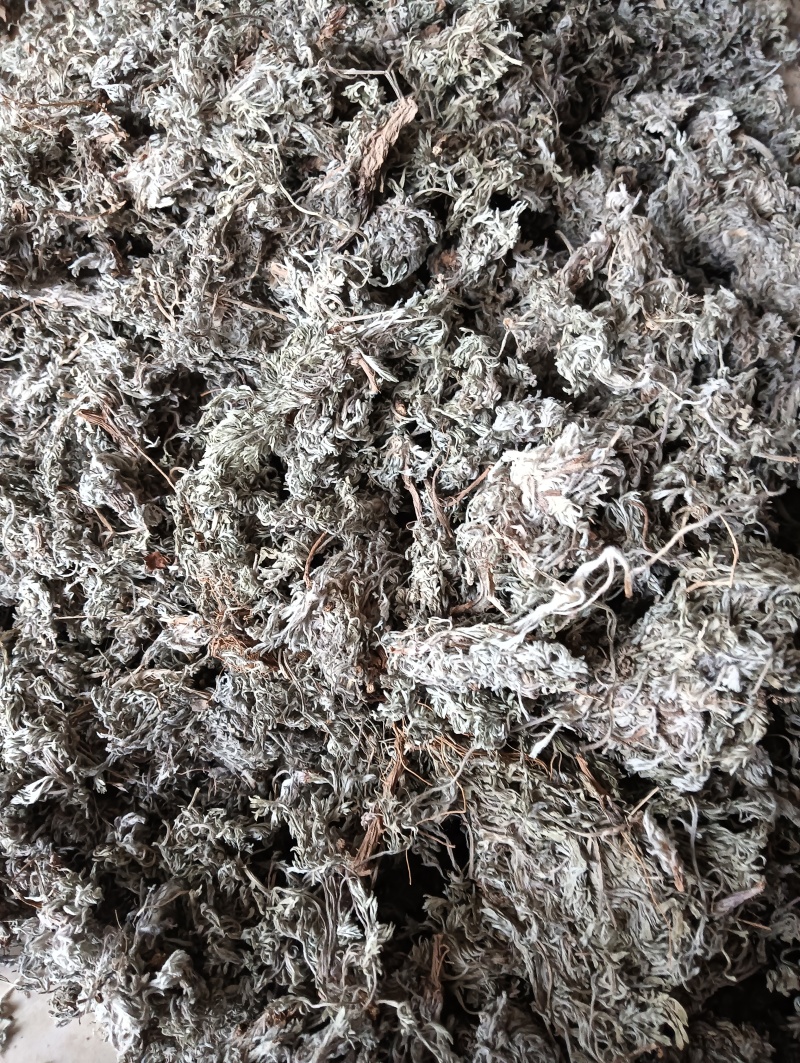 茵陈茵陈个子整棵茵陈实物实拍批发各种中药材
