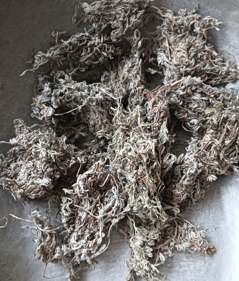 茵陈茵陈个子整棵茵陈实物实拍批发各种中药材