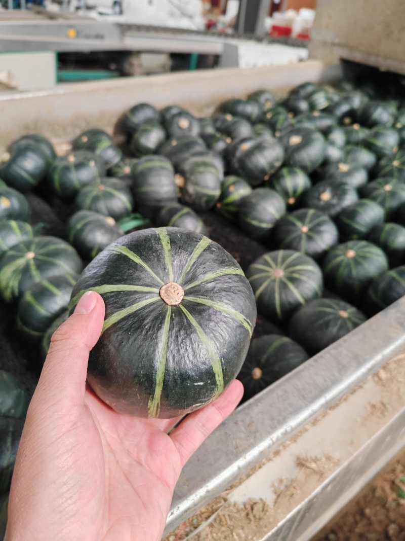贝贝南瓜安徽正宗贝贝南瓜软糯香甜承接商超电商供货