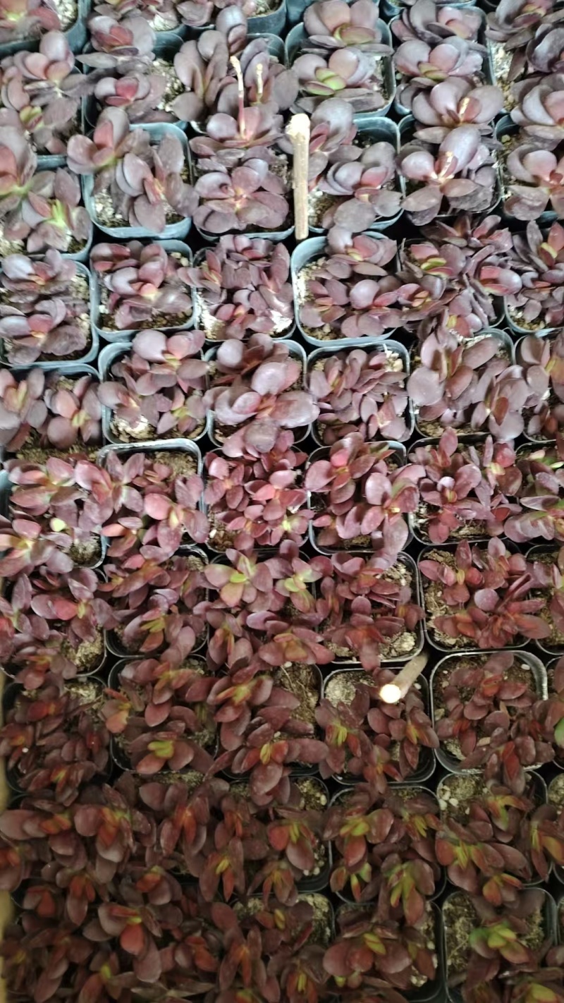 多肉