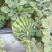精品江苏西瓜货源充足量大从优质量保证自家种植欢迎咨询