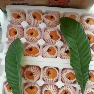 精品川渝枇杷