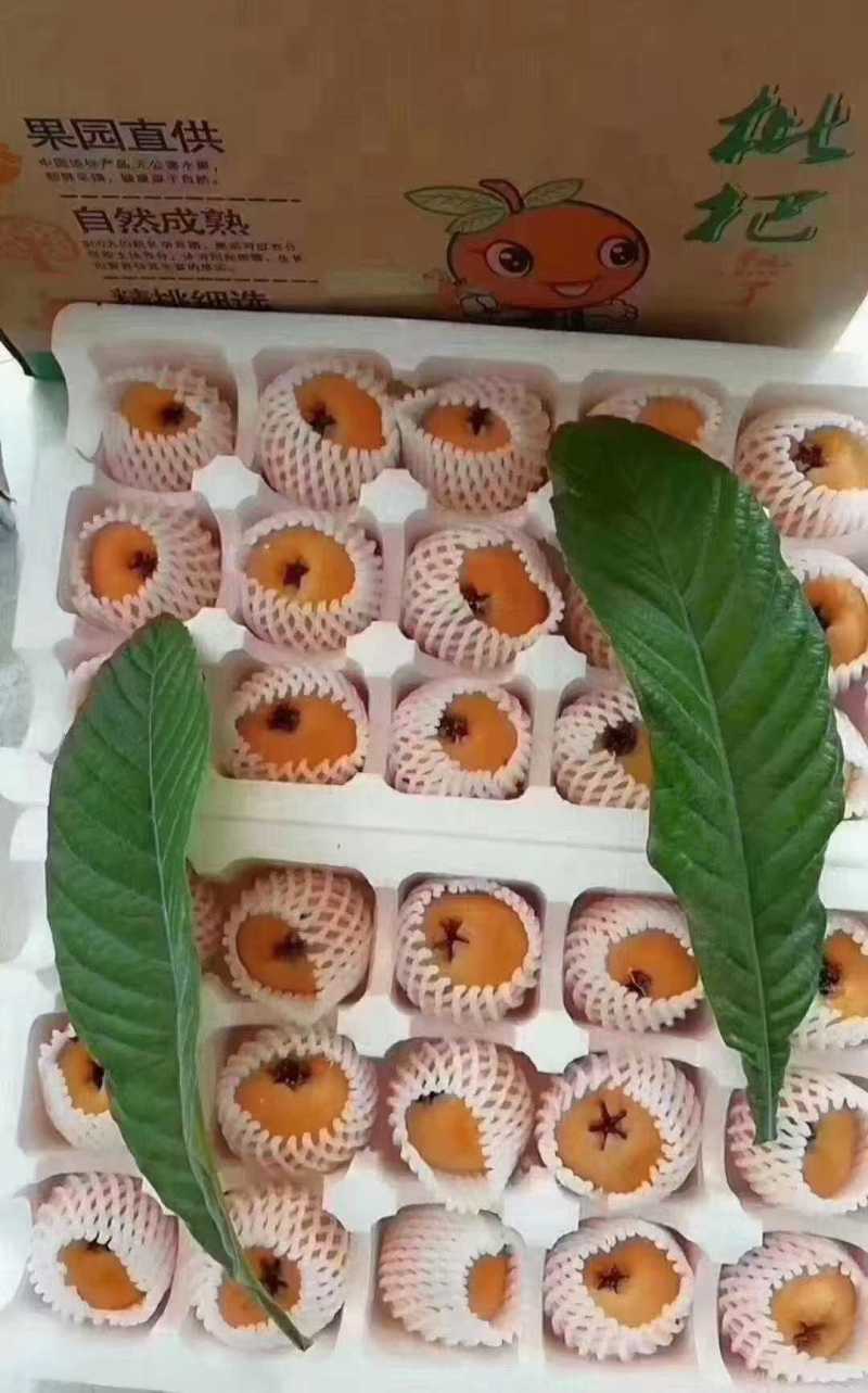 精品川渝枇杷
