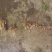 广西中药材示范育苗基地良种大天冬种子种苗正品全程技术指导
