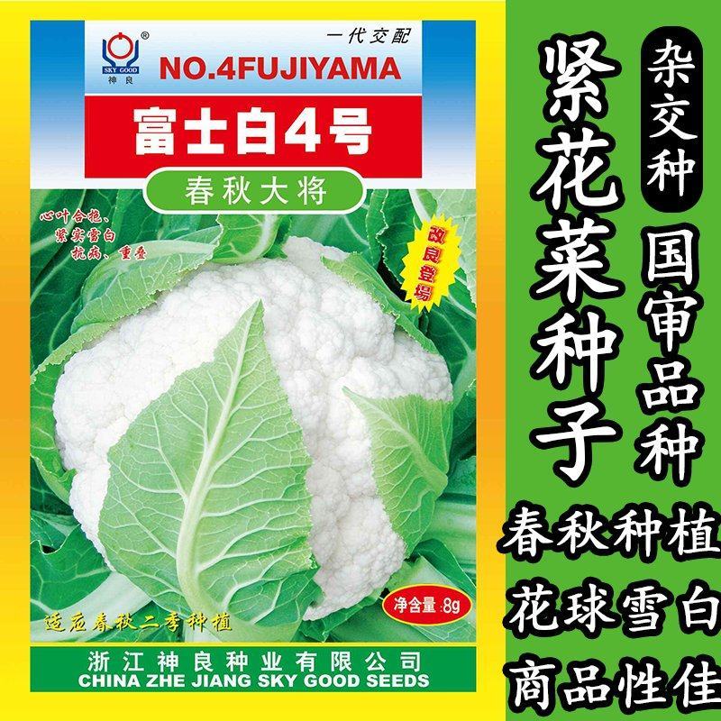 富士白4号春秋大将花椰菜种子花菜种子紧实雪白抗病