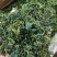蒲公英叶干货散装泡水喝量大从优
