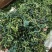 蒲公英叶干货散装泡水喝量大从优