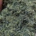 蒲公英叶干货散装泡水喝量大从优