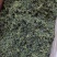 蒲公英叶干货散装泡水喝量大从优
