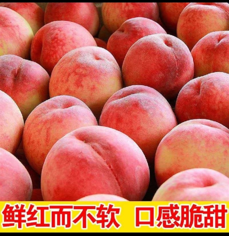 费县万亩大红桃，春雪突围仓方早生对接各大批发商