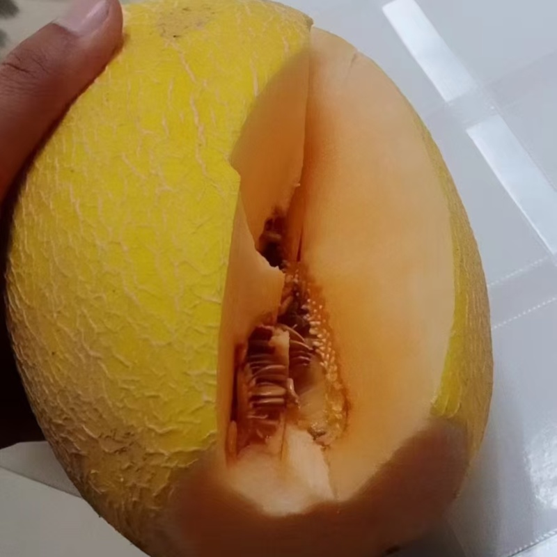 哈密瓜威龙25
